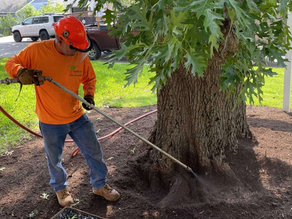 Tree Doctor in Sydney