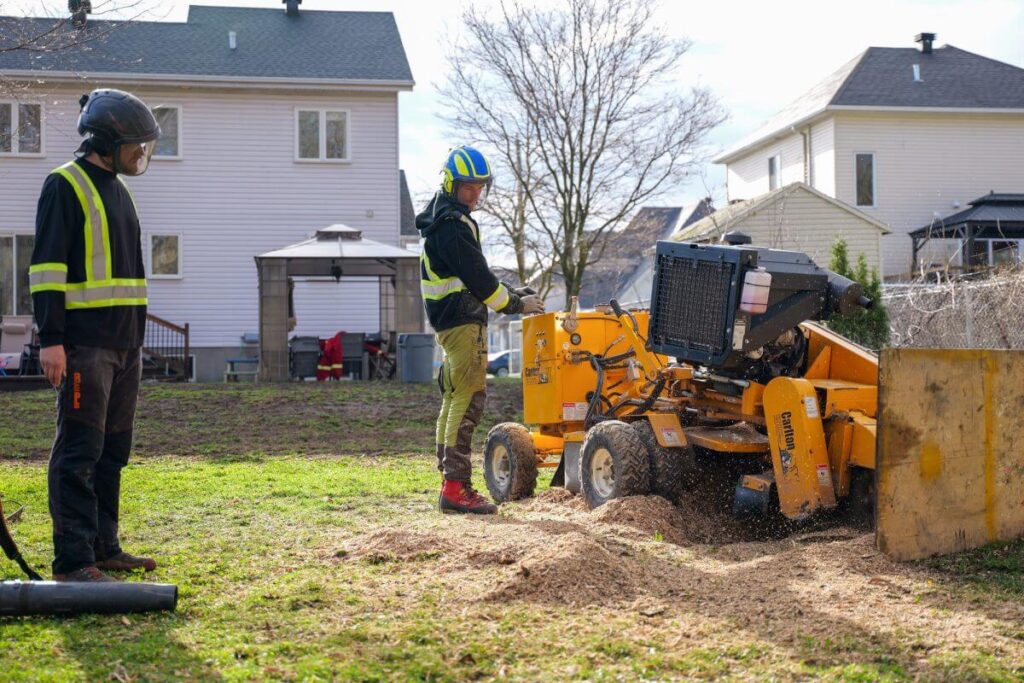 Grinding a Tree Stump