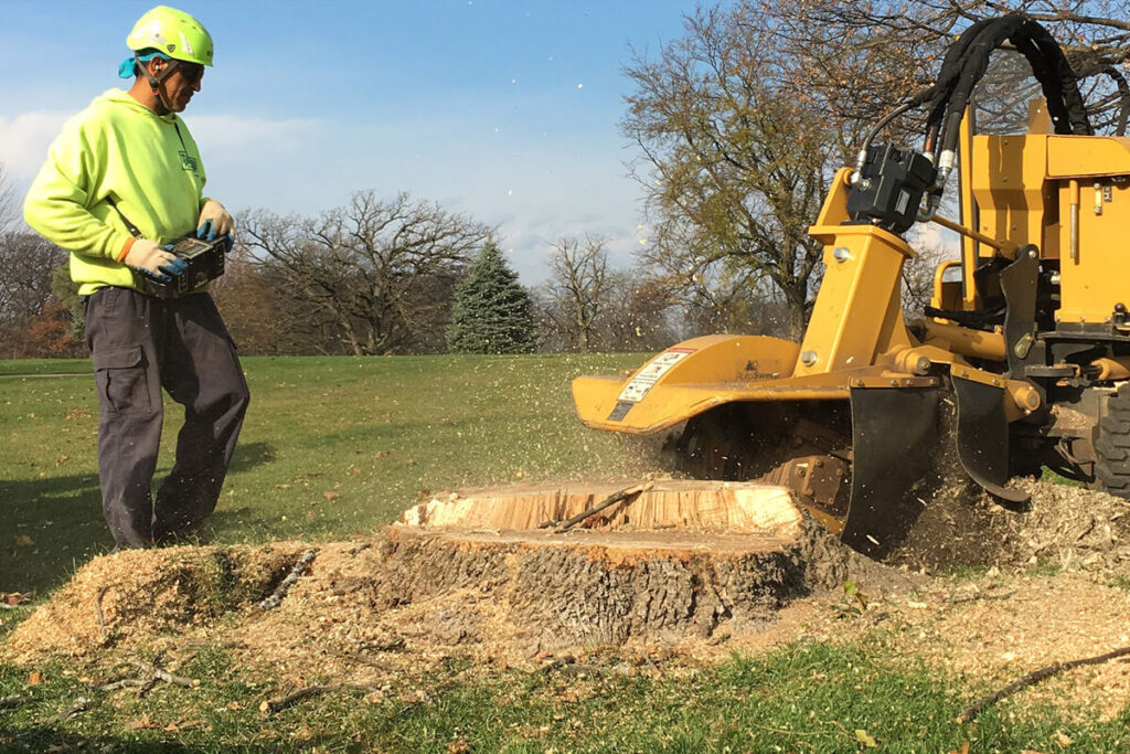 Grinding a Tree Stump