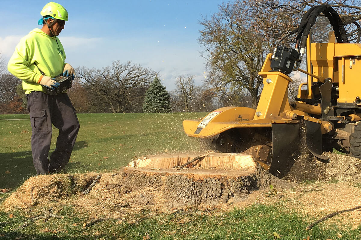 Grinding a Tree Stump