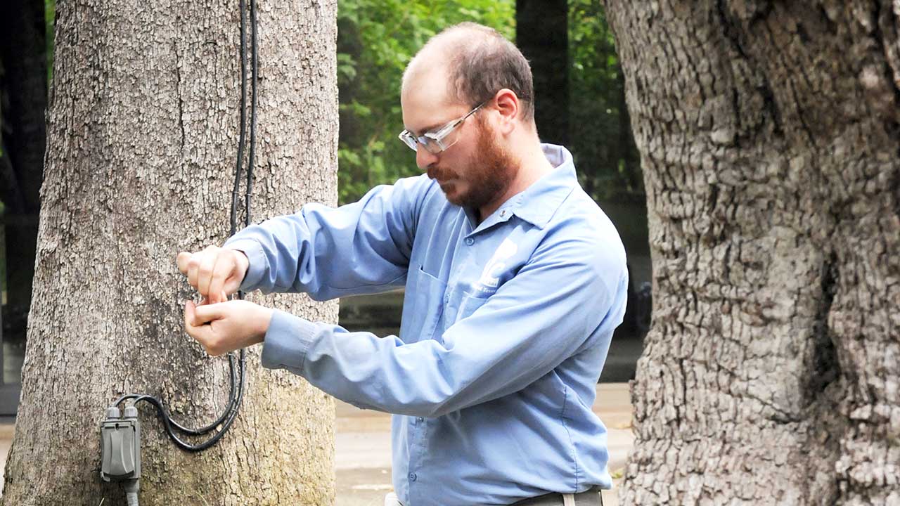 Tree Doctor in Sydney