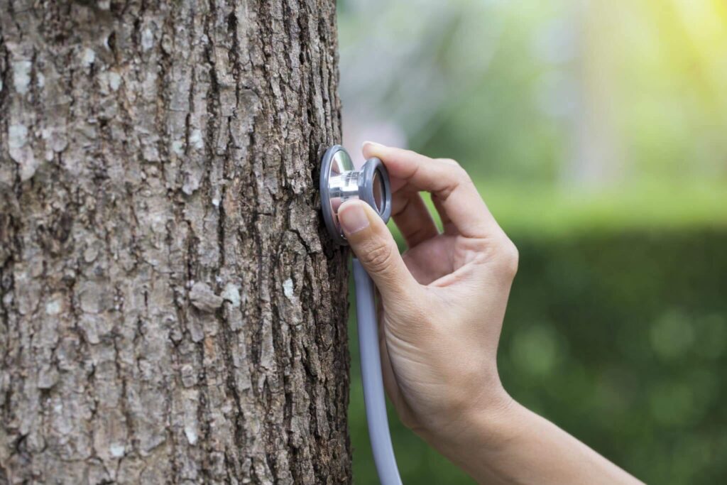 Tree Doctor in Sydney