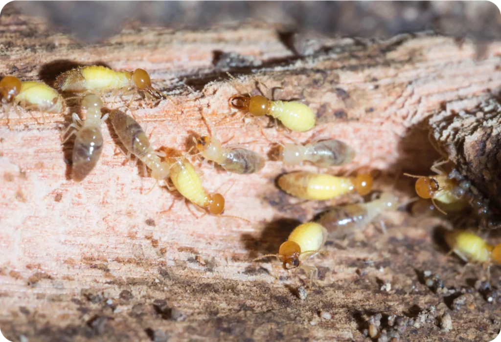 Termite Control Eastern Suburbs