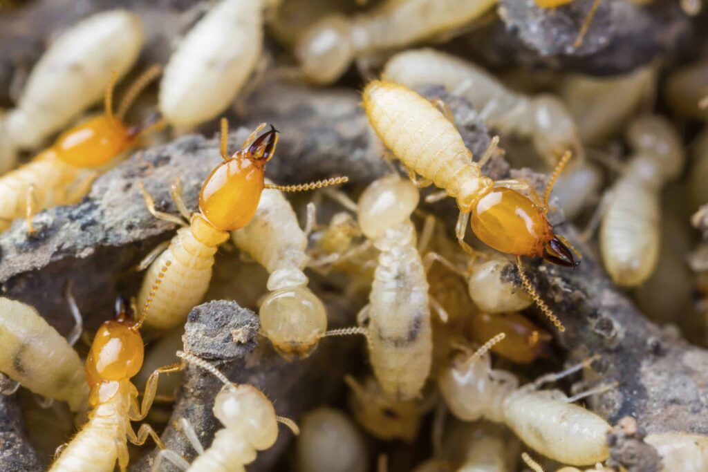 Home Termite Control