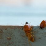 Home Termite Control: DIY vs Professional Treatment in Sydney