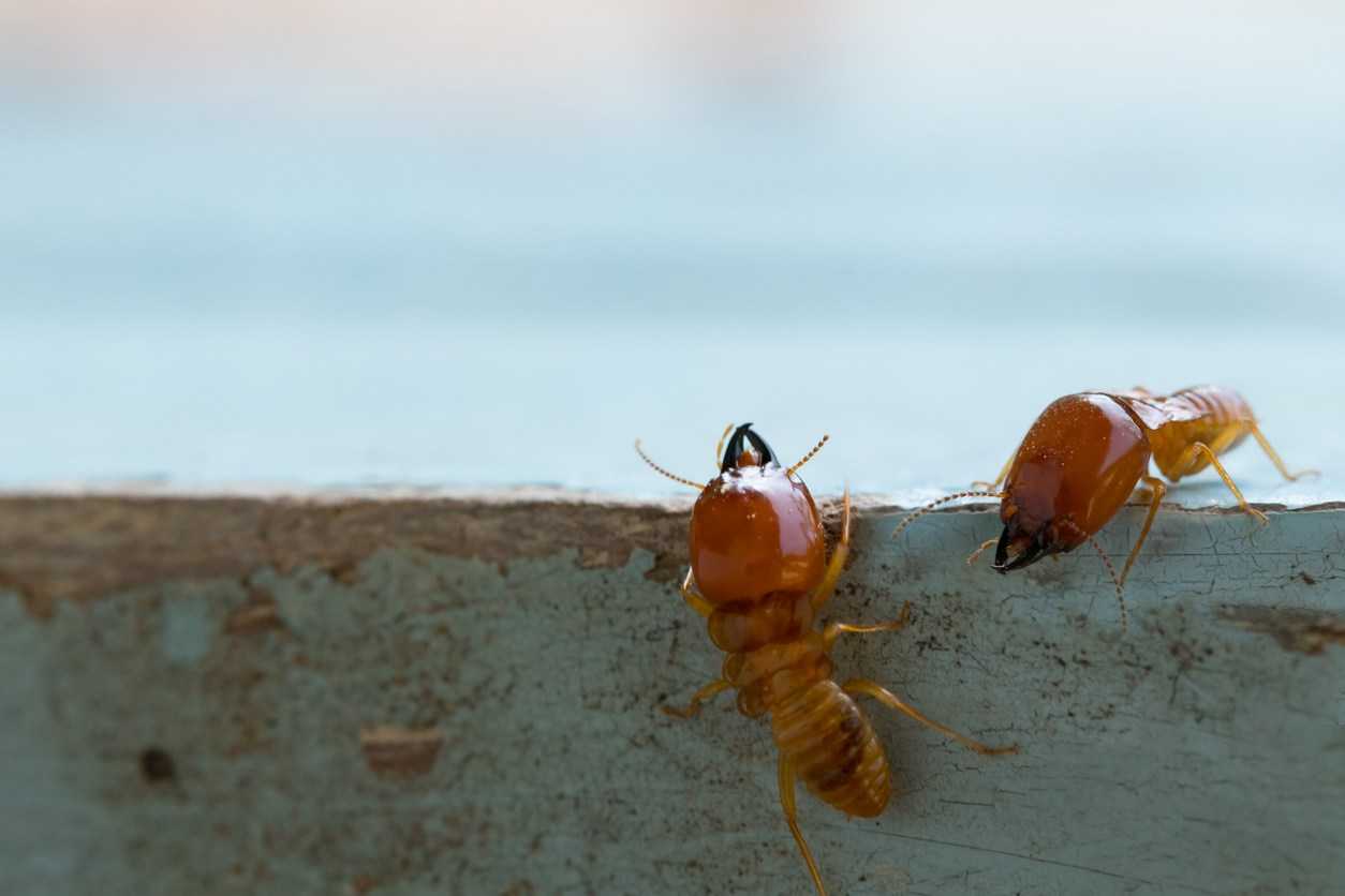 Home Termite Control