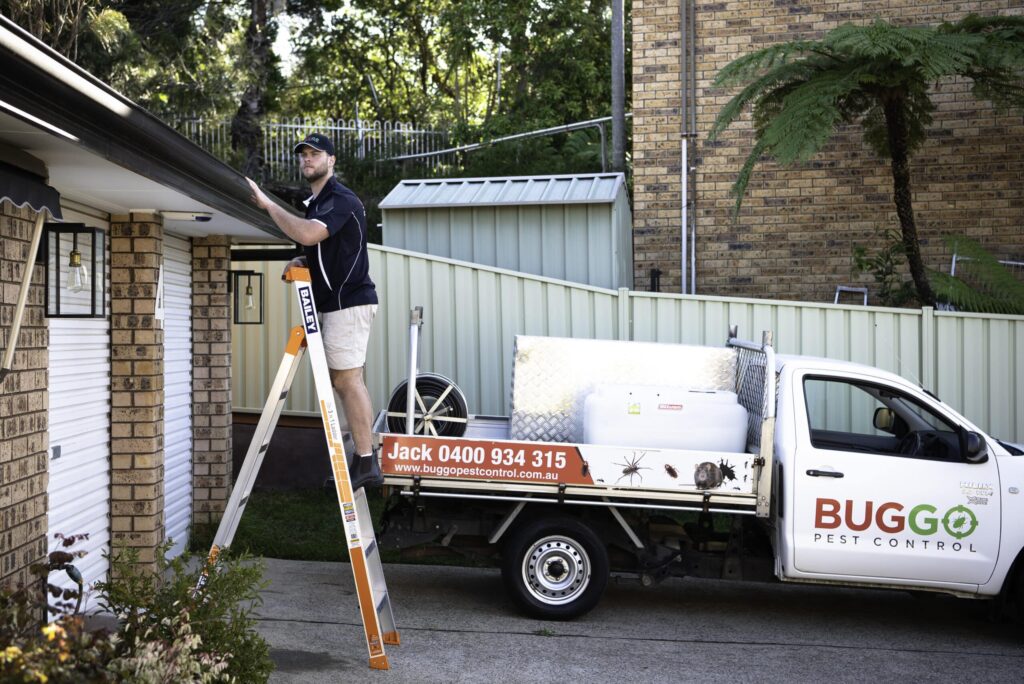 Termite Control Eastern Suburbs