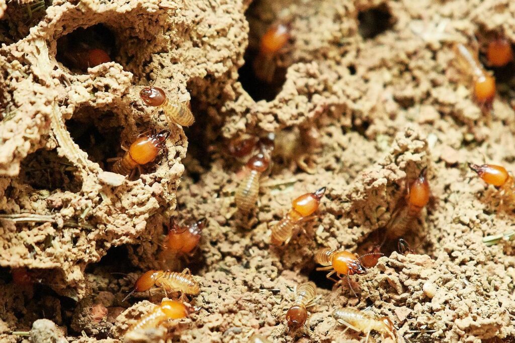 Termite Control Eastern Suburbs