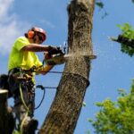 Tree Loppers: 6 Questions to Ask Before You Hire Them