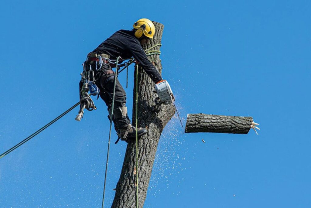 Tree Cutting Services