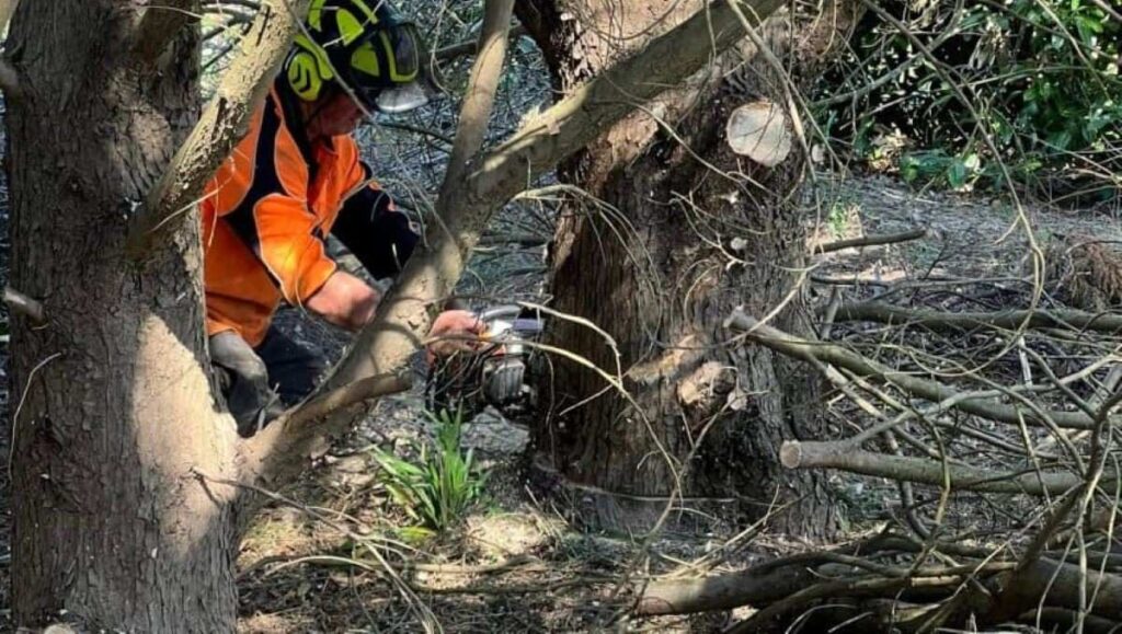 AQF Level 3 Arborist