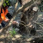 What an AQF Level 3 Arborist Can Legally Do on Residential Properties