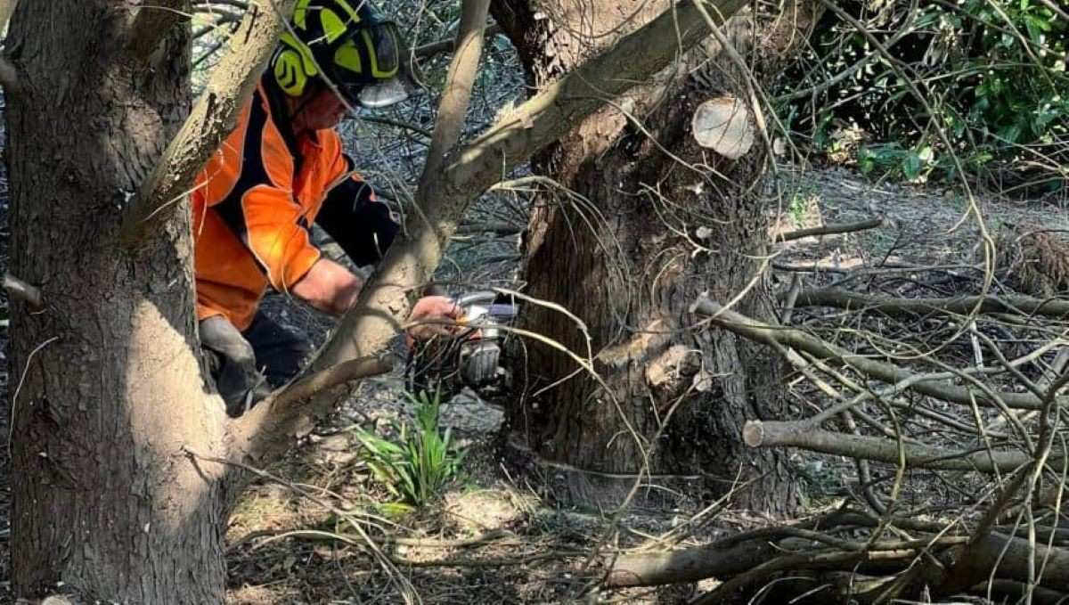 AQF Level 3 Arborist