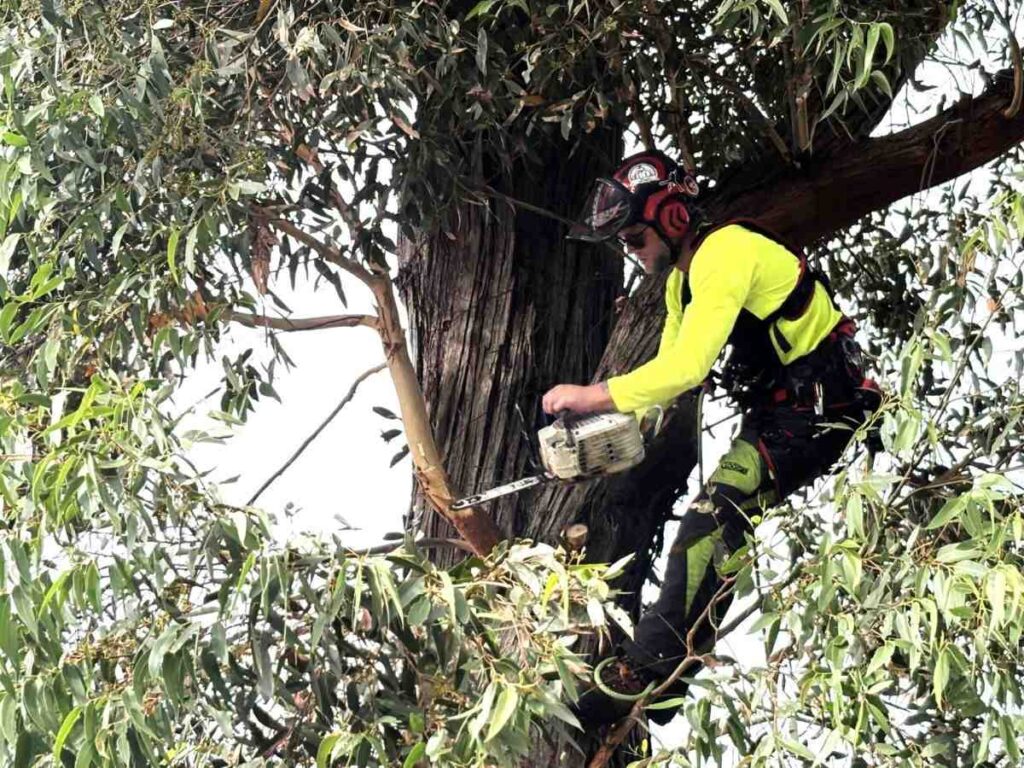 Lane Cove Tree Removal