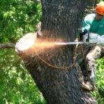 Lane Cove Tree Removal: Permits, Safety and What to Expect